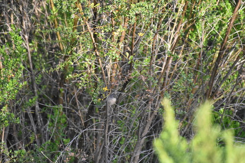 iNaturalist observation photo of Wrentit