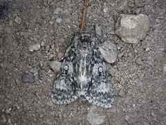 Acronicta megacephala