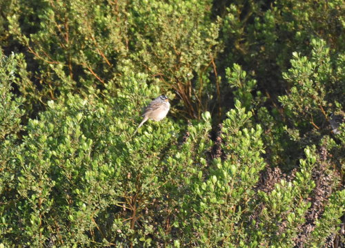 iNaturalist observation photo of White-crowned Sparrow
