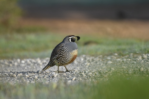 iNaturalist observation photo of California Quail