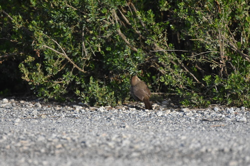 iNaturalist observation photo of California Towhee