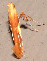 Caloptilia packardella