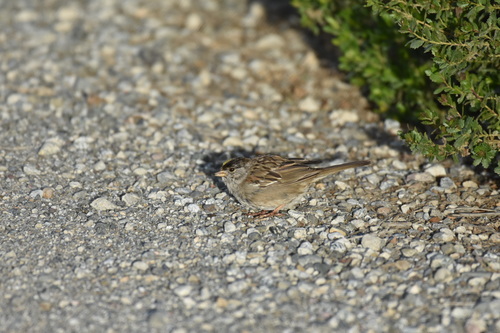 iNaturalist observation photo of Golden-crowned Sparrow
