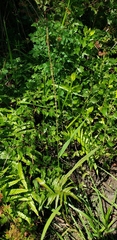 Panicum hemitomon