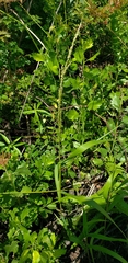 Panicum hemitomon
