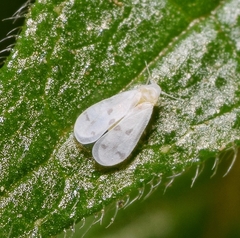 Aleyrodes proletella