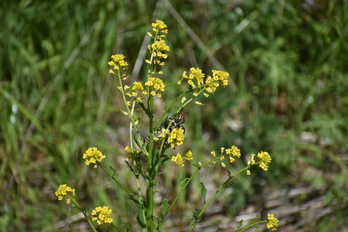 iNaturalist observation photo of Variable Checkerspot