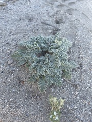 Glyptopleura marginata