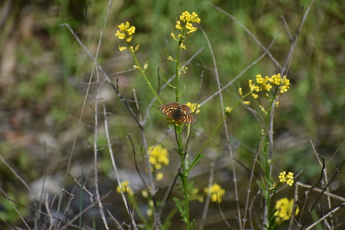 iNaturalist observation photo of Northern Checkerspot