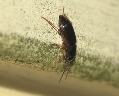 Stenolophus ochropezus