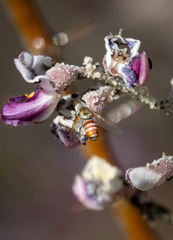 Chrysanthrax crocinus