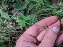 Dichanthelium leibergii