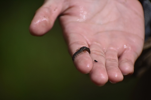 iNaturalist observation photo of Dobsonflies and Fishflies