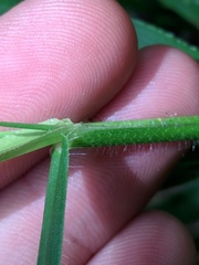 Dichanthelium leibergii