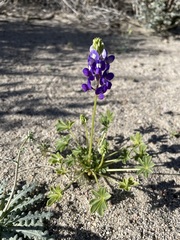 Lupinus odoratus