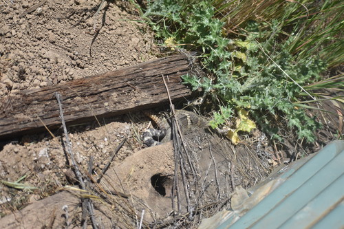 iNaturalist observation photo of Northern Pacific Rattlesnake