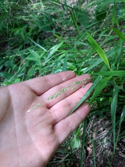 Dichanthelium leibergii