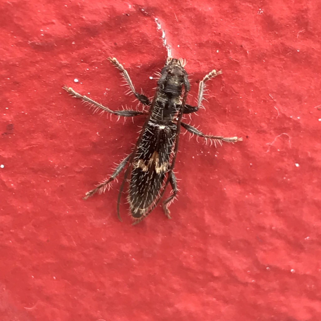 Heterachthes w-notatus