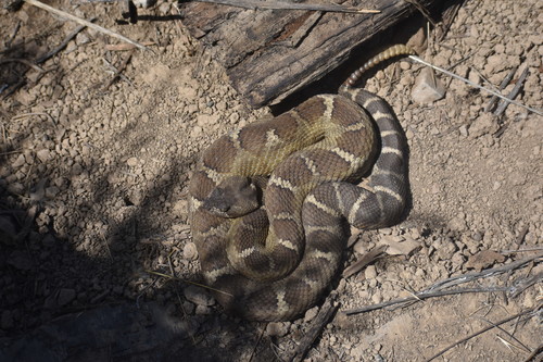 iNaturalist observation photo of Northern Pacific Rattlesnake