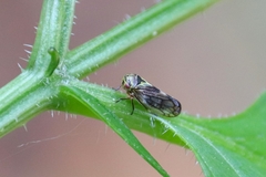 Oncopsis flavicollis