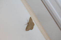 Scopula inductata