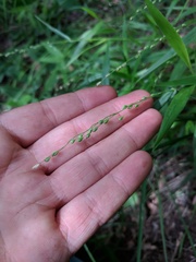 Dichanthelium leibergii