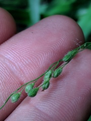 Dichanthelium leibergii