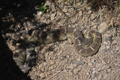 iNaturalist observation photo of Northern Pacific Rattlesnake
