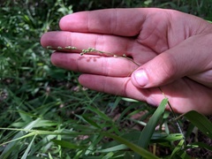 Dichanthelium leibergii