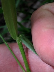 Dichanthelium leibergii