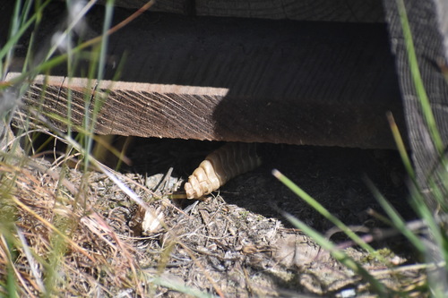 iNaturalist observation photo of Northern Pacific Rattlesnake