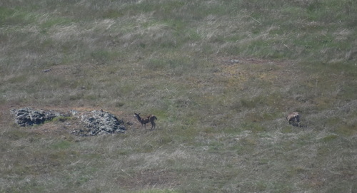 iNaturalist observation photo of Mule Deer