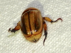 Anomala pallida