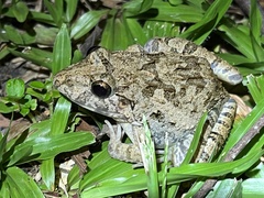 Fejervarya cancrivora