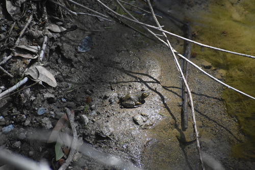 iNaturalist observation photo of American Bullfrog