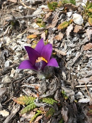 Pulsatilla halleri