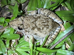 Fejervarya cancrivora