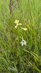 Delphinium pavonaceum