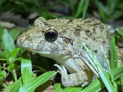 Fejervarya cancrivora