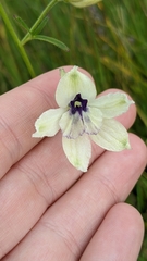 Delphinium pavonaceum