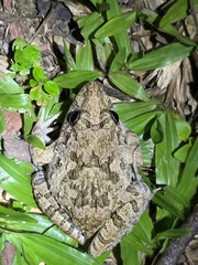 Fejervarya cancrivora