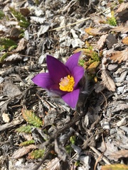 Pulsatilla halleri