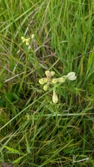 Delphinium pavonaceum