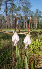 Cleistesiopsis divaricata