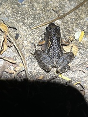 Microhylinae