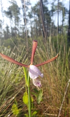 Cleistesiopsis divaricata