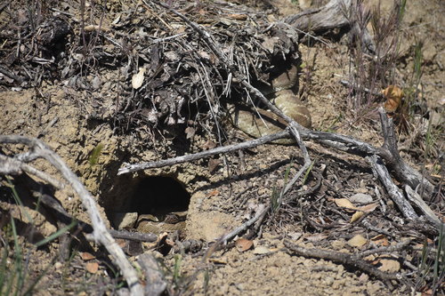 iNaturalist observation photo of Northern Pacific Rattlesnake