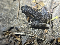 Microhylinae