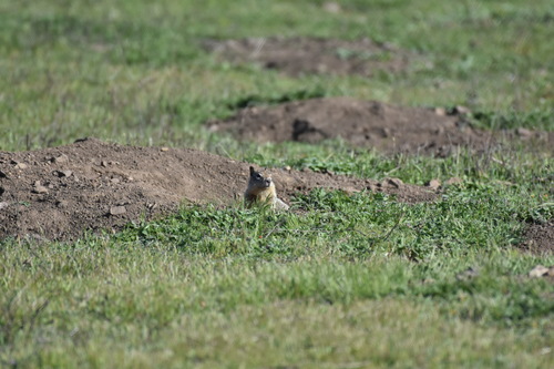 iNaturalist observation photo of California Ground Squirrel