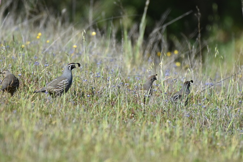 iNaturalist observation photo of California Quail